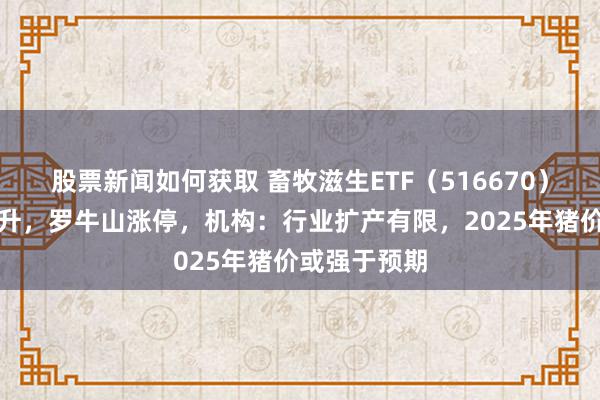 股票新闻如何获取 畜牧滋生ETF（516670）午后直线拉升，罗牛山涨停，机构：行业扩产有限，2025年猪价或强于预期